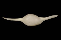 藏品(長菱角螺 )的圖片